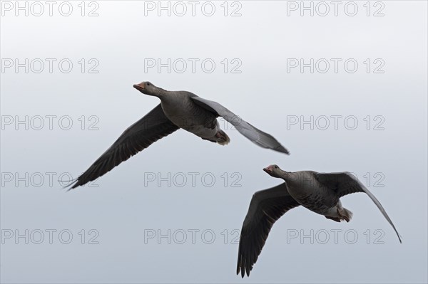 Greylag geese (Anser anser) in flight, Geltinger Birk, Geltinger Bucht, Nieby, Schleswig-Holstein,