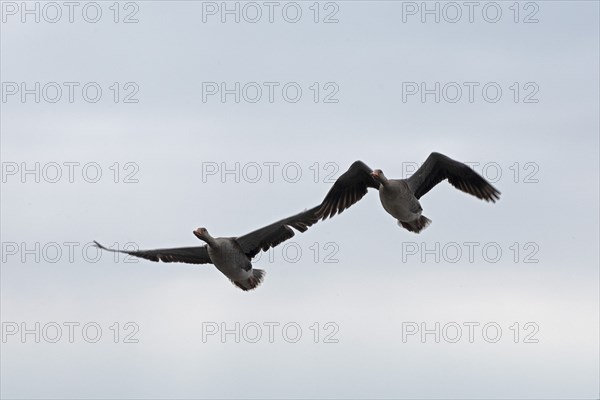 Greylag geese (Anser anser) in flight, Geltinger Birk, Geltinger Bucht, Nieby, Schleswig-Holstein,