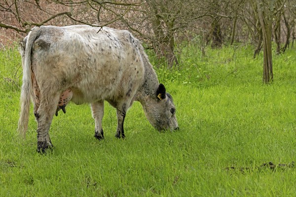 Galloway cattle grazing, Geltinger Birk, Geltinger Bucht, Nieby, Schleswig-Holstein, Germany,