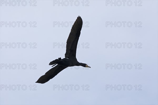Cormorant (Phalacrocorax carbo) in flight, Geltinger Birk, Geltinger Bucht, Nieby,