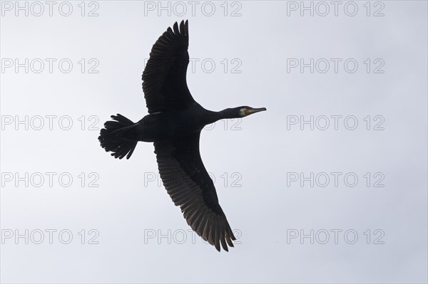 Cormorant (Phalacrocorax carbo) in flight, Geltinger Birk, Geltinger Bucht, Nieby,