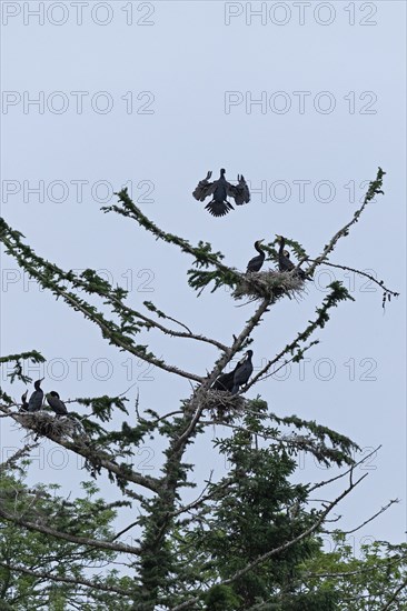 Cormorant colony, flying great cormorant (Phalacrocorax carbo), nest, young, Geltinger Birk,