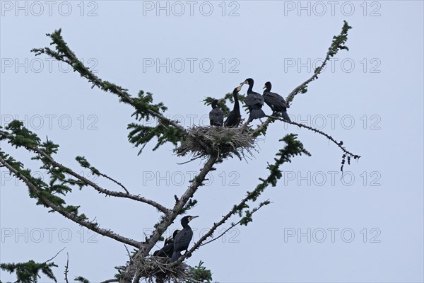 Great cormorant (Phalacrocorax carbo), nest, young, young being fed, Geltinger Birk, Geltinger