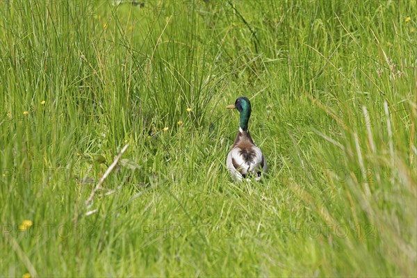 Mallard (Anas platyrhynchos), drake sitting in the grass, Geltinger Birk, Geltinger Bucht, Nieby,