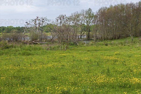 Cormorant colony, meadow, buttercups, buttercups, Geltinger Birk, Geltinger Bucht, Nieby,