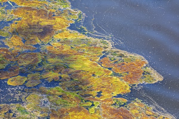 Algae, Sea, Baltic Sea, Geltinger Birk, Geltinger Bucht, Nieby, Schleswig-Holstein, Germany, Europe