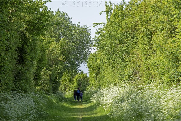 Trees, hiking trail, people, Geltinger Birk, Geltinger Bucht, Nieby, Schleswig-Holstein, Germany,