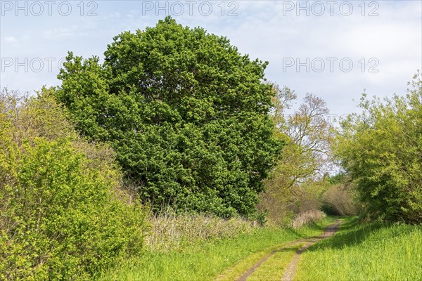 Trees, hiking trail, Geltinger Birk, Geltinger Bucht, Nieby, Schleswig-Holstein, Germany, Europe