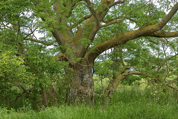Old tree, Geltinger Birk, Geltinger Bucht, Nieby, Schleswig-Holstein, Germany, Europe