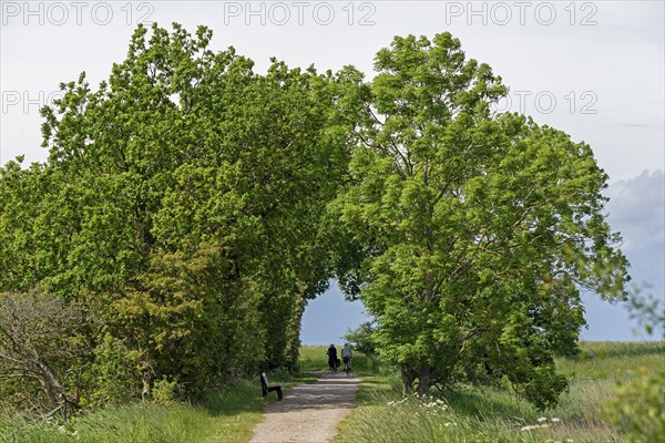 Trees, cyclist, Geltinger Birk, Geltinger Bucht, Nieby, Schleswig-Holstein, Germany, Europe