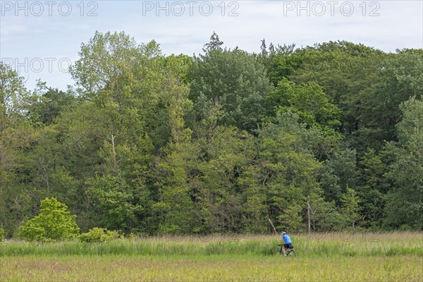 Trees, cyclist, Geltinger Birk, Geltinger Bucht, Nieby, Schleswig-Holstein, Germany, Europe