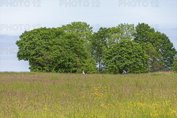 Trees, meadow, cyclist, Geltinger Birk, Geltinger Bucht, Nieby, Schleswig-Holstein, Germany, Europe