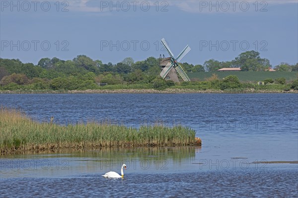 Windmill Charlotte, swan, sea, Baltic Sea, Geltinger Birk, Geltinger Bucht, Nieby,