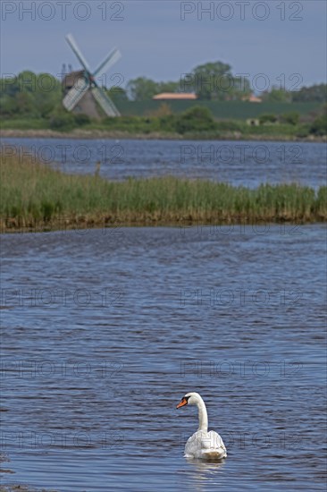 Windmill Charlotte, swan, sea, Baltic Sea, Geltinger Birk, Geltinger Bucht, Nieby,