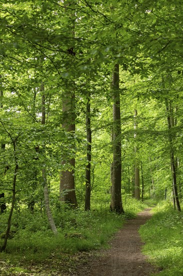 Forest path, Geltinger Birk, Geltinger Bucht, Nieby, Schleswig-Holstein, Germany, Europe