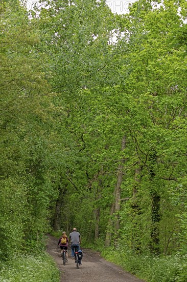 Forest path, cyclist, Geltinger Birk, Geltinger Bucht, Nieby, Schleswig-Holstein, Germany, Europe