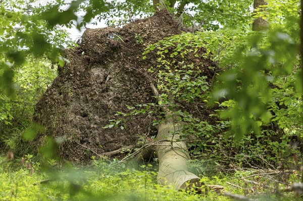 Uprooted tree, Geltinger Birk, Geltinger Bucht, Nieby, Schleswig-Holstein, Germany, Europe