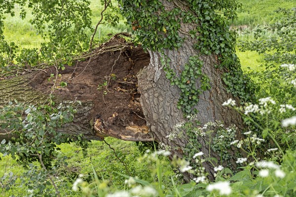 Split tree, Geltinger Birk, Geltinger Bucht, Nieby, Schleswig-Holstein, Germany, Europe
