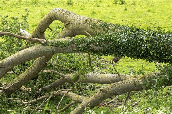 Fallen tree, Geltinger Birk, Geltinger Bucht, Nieby, Schleswig-Holstein, Germany, Europe