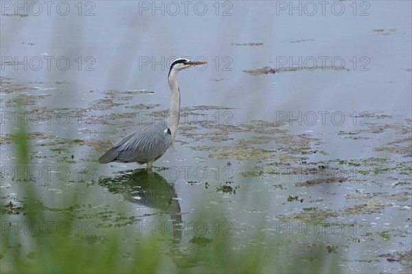 Grey heron (Ardea cinerea) standing in the water, reflection, Geltinger Birk, Geltinger Bucht,