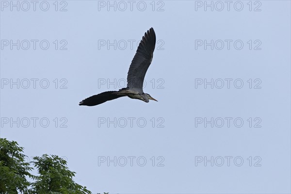 Grey heron (Ardea cinerea) in flight, Geltinger Birk, Geltinger Bucht, Nieby, Schleswig-Holstein,