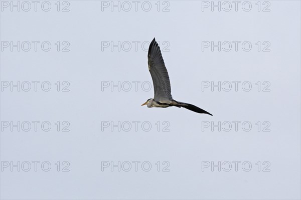 Grey heron (Ardea cinerea) in flight, Geltinger Birk, Geltinger Bucht, Nieby, Schleswig-Holstein,