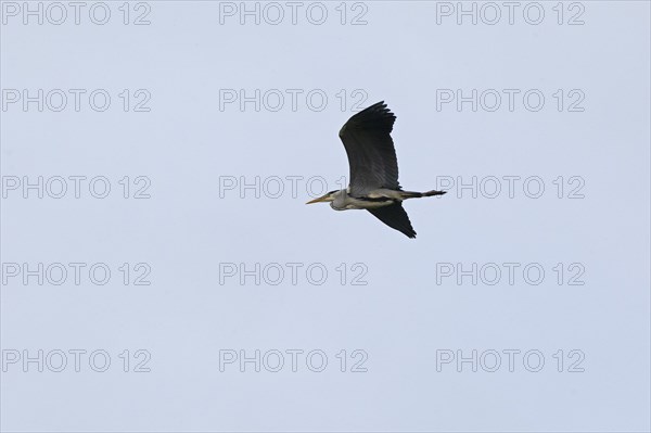 Grey heron (Ardea cinerea) in flight, Geltinger Birk, Geltinger Bucht, Nieby, Schleswig-Holstein,