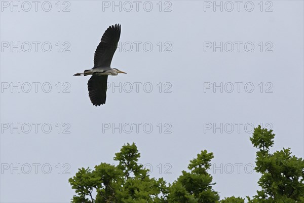 Grey heron (Ardea cinerea) in flight, Geltinger Birk, Geltinger Bucht, Nieby, Schleswig-Holstein,