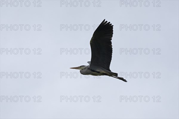 Grey heron (Ardea cinerea) in flight, Geltinger Birk, Geltinger Bucht, Nieby, Schleswig-Holstein,