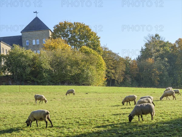Sheep grazing on a green meadow in front of a historic building in autumnal landscape, nottuln,