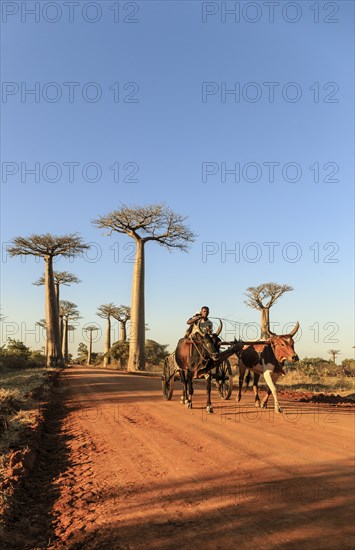 The famous baobab alley in Madagaskar