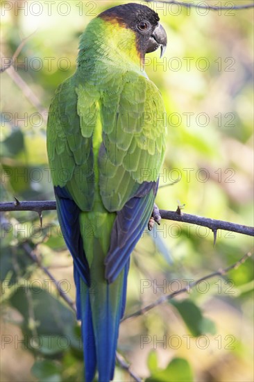Nanday parakeet (Aratinga nenday) Pantanal Brazil