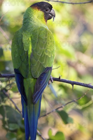 Nanday parakeet (Aratinga nenday) Pantanal Brazil