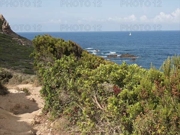 Dense green bushes stretch towards the rocky coast with the blue sea and a boat in the background,