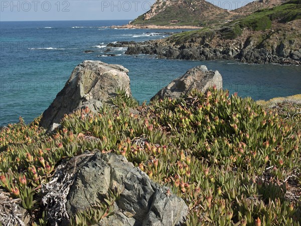 Coast with large rocks, lush vegetation and clear blue water, ajaccio, corsica, france