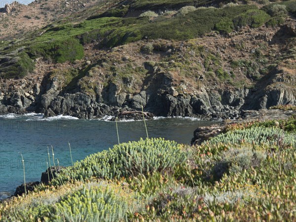 Plants along a rocky coastline overlooking the sea in a green landscape, ajaccio, corsica, france