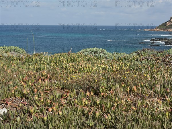 Green plants on the coast with a view of the blue sea under a blue sky, ajaccio, corsica, france