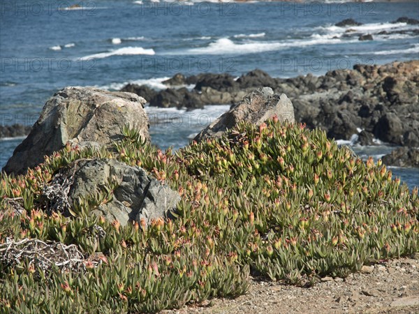 Large rocks with plants on a rocky coast with the sea in the background under a blue sky, ajaccio,