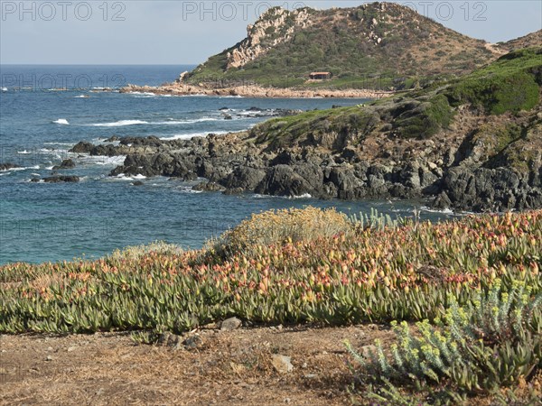Hilly rocky coast with plants and sea view under a blue sky, ajaccio, corsica, france