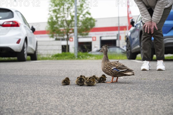 Duck family walking on a city road with cars, people trying to rescue birds from traffic, mother