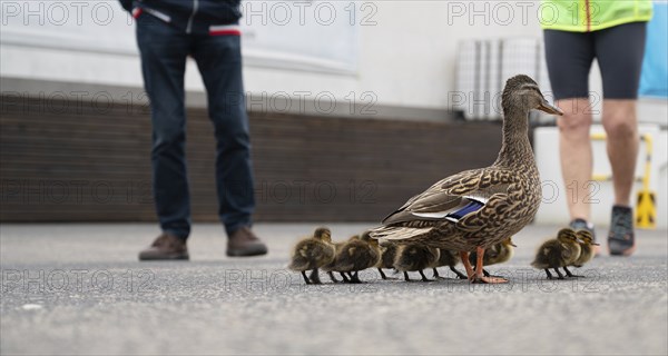 Duck family walking on a city road with cars, people trying to rescue birds from traffic, mother