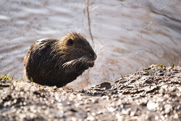 Nutria, coypu herbivorous, semiaquatic rodent member of the family Myocastoridae on the riverbed,