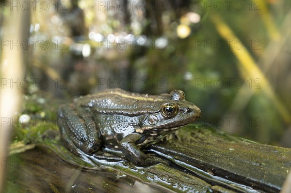 Aga toad, bufo marinus sitting on a tree log, amphibian inhabitant in wetland eco system, Haff