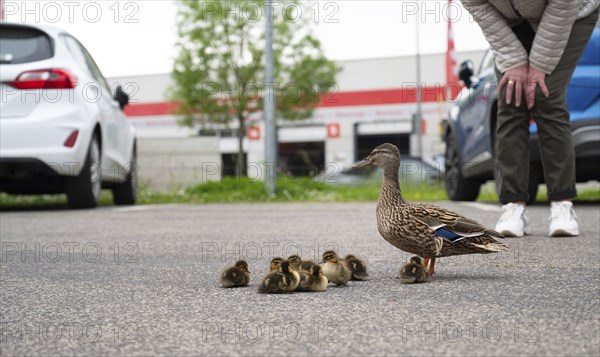 Duck family walking on a city road with cars, people trying to rescue birds from traffic, mother