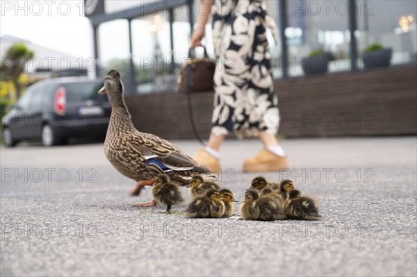 Duck family walking on a city road with cars, people trying to rescue birds from traffic, mother