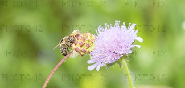 Dead honey bee on a clover flower, spider and fly eating the insect, close up