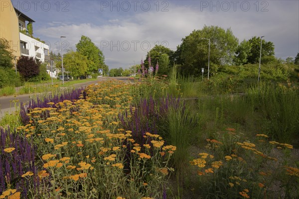 Flowering traffic island, flowering area, roundabout, road traffic, car, zebra crossing, housing
