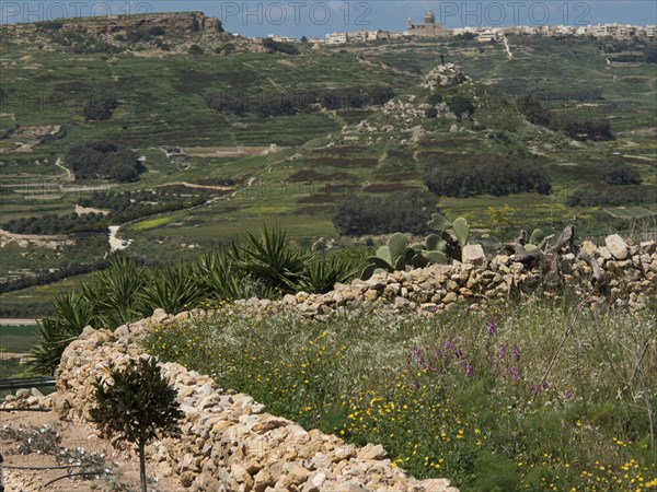 Landscape with stone walls, vegetation and extensive green meadows, gozo, mediterranean sea, malta