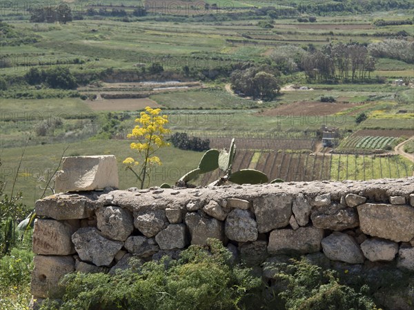 Wide view over a vast landscape and vineyards behind a stone wall, under a blue sky, Gozo,