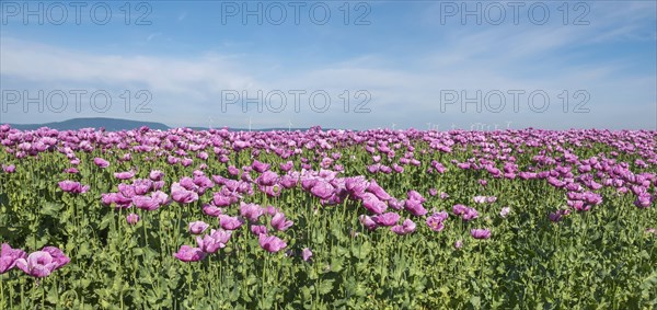 Opium poppy (Papaver somniferum), cultivation of edible poppy, poppy field, Donnersbergkreis,